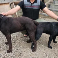 فروش توله لابرادور پنج ماهه اصیل|سگ|بابلسر, |دیوار