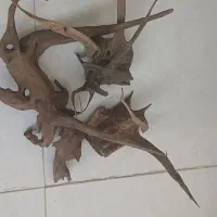 فروش چوب آبنوس برای آکواریوم|ماهی|بروجرد, |دیوار