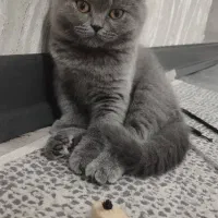 بریتیش شورت هیر بلو