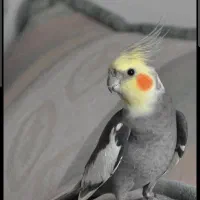 عروس هلندی گمشده در شهرک دانش .