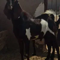 یک بز نر پاکستانی اصل