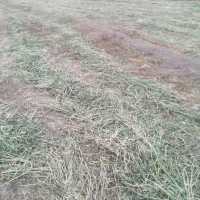 شنبله علف یونجه|لوازم جانبی حیوانات|خوی, |دیوار