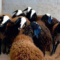 گوسفند زنده در همه نقاط کرج