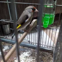 سهره کرمانی