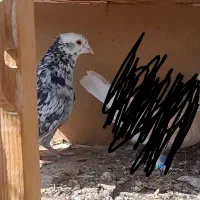 کفتر کبوتر سرور