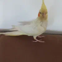 عروس  هلندی|پرنده|نرماشیر, |دیوار