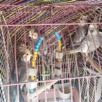 عروس هلندی ‌.