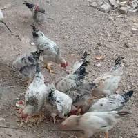 خروس جوجه