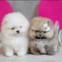 مجموعه سگ پامر خرسی.پامرانین با شرایط اقساط