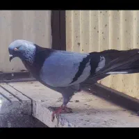 کفتر سبز دوخط