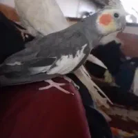 یک جفت عروس هلندی