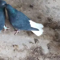 کبوتر مایدم. دم سفید