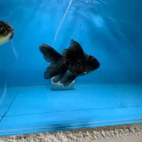 انواع ماهی گلدفیش بوفالو کوریدوراس دیسکس کوی و...|ماهی|مشهد, کوی راد|دیوار