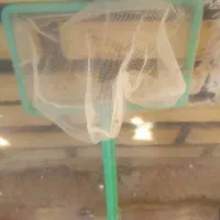 آکواریوم با وسایل|ماهی|سلماس, |دیوار