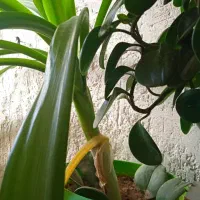 ۷گل گلدان ویک صندلی ارایشگاه ویک میزتلدزیون|میز تلفن|نورآباد ممسنی, |دیوار