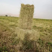 پرس یونجه