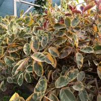 گلفروشی آمیتیس