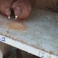 لوازم تحریر مداد خودکار دفتر کفتر کبوتر