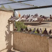 کبوتر پرشی|پرنده|قم, تعویض پلاک|دیوار