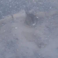 خرگوش فروشی|موش و خرگوش|رفسنجان, |دیوار