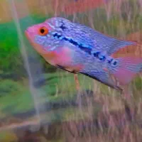 جوجه فلاور رد دراگون