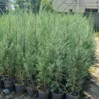 سرو نقره ای