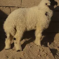 بره نر هویزه