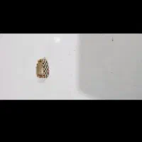 طلا|جواهرات|ایلام, |دیوار