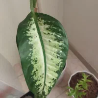 گل دیفن باغی آپارتمانی