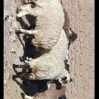 بره فروشی|حیوانات مزرعه|بجستان, |دیوار