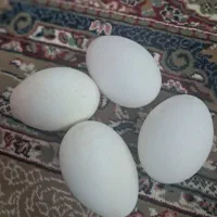 تخم مرغ محلی تازه