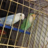 طوطی برزیلی کوتوله