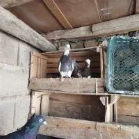 کفتر پرشی عالی درجه یک|پرنده|بکتاش, |دیوار