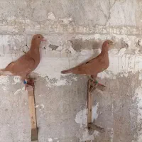 جفت زرد
