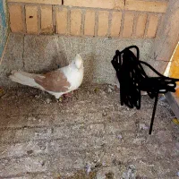 کبوتر رنگی|پرنده|شاهین‌شهر, شهرک گلدیس|دیوار