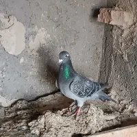 کبوتر مسافتی