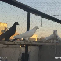 کبوتر|پرنده|تبریز, |دیوار