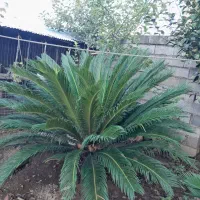 دو عدد گل سیکاس ۱۸ و ۱۰ ساله|گل و گیاه طبیعی|کومله, |دیوار