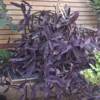 برگ بیدی یا ارغوانی