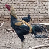 تخم مرغ لاری اصل نطفه دار