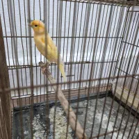 قناری نر پرتقالی کشیده و بخون