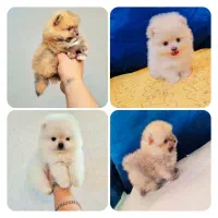 توله های پامر خرسی سایز صفر