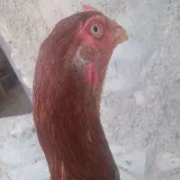 خروس لاری اصیل