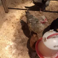 جوجه مرغ|حیوانات مزرعه|قم, قلعه کامکار|دیوار