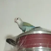 پرنده کتوله نر
