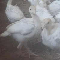 بوقلمون نیمچه بیوتی