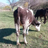 گاو|حیوانات مزرعه|هوراند, |دیوار