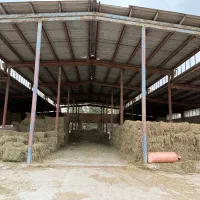 یونجه درجه یک