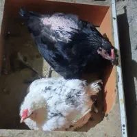 مرغ کت
