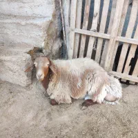 قوچ و بره قوچ همو و هترو|حیوانات مزرعه|بجنورد, |دیوار